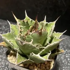 agave titanota sharksoui  アガベ　シャークソウイ　十五