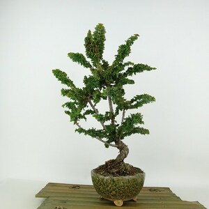 盆栽 石化桧 樹高 約33cm せっかひのき Chamaecyparis obtusa セッカヒノキ ヒノキ科 常緑樹 観賞用 現品