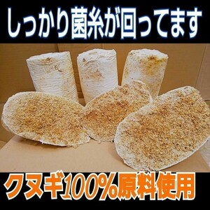 割れてるから格安です！　オオヒラタケ菌床ブロック　　　　カブトムシ幼虫の栄養強化に！マットに埋め込むだけ！　クワガタの産卵床にも