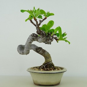 盆栽 姫林檎 樹高 約15cm ひめりんご Malus prunifolia ヒメリンゴ バラ科 リンゴ属 落葉樹 観賞用 小品 現品