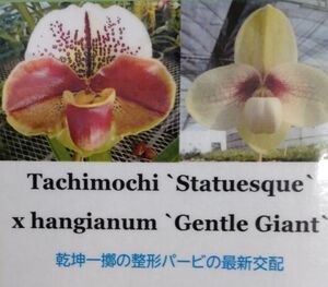 【北軽ガーデン】＊パフィオ＊Paph.Tachimochi x hangianum＊整形パービ最新交配＊ハンギアナム系＊ピンクの整形パービ＊