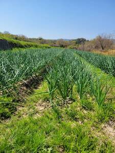 淡路島産玉ねぎ甘さが広がる新鮮玉ねぎを直送！10kg逸品