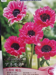 即決！♪送料無料　価格引き下げ　人気のお花　花壇　鉢植え　切花に！桃色　八重咲　アネモネ　八重咲桃色　２０ml（５球前後）