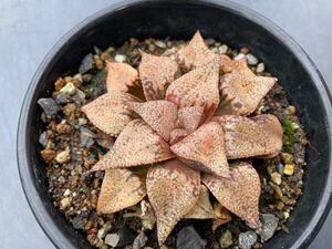 多肉植物◆ハオルチア◆Haworthia◆ピンク系◆◆何年も屋外越冬丈夫苗◆抜苗◆写真現物発送