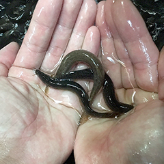 ◇活どじょう小500ｇ(約10cm・平均125匹)食用◎・活き餌・釣り餌・生餌・熱帯魚・古代魚のエサにドジョウ☆えさ アロワナ ポリプ エンドリ