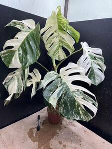 超最高級 希少 大株モンステラボルシギアナ ホワイトタイガー1鉢 Varigated Monstera Borsigana white tiger ①