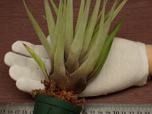 Tillandsia barthlottii チランジア・バルスロッティ 668★エアプランツEC