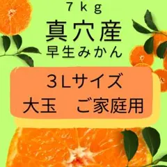 ②ご家庭用　３Lサイズ　大玉みかん　愛媛みかん　真穴産　7キロ