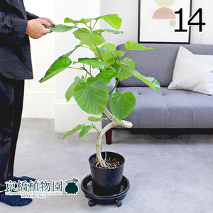 【現品】フィカス・ウンベラータ 曲がり 7号 黒鉢（14）Ficus umbellata