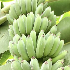 送料無料 2株セット ドワーフナムワ バナナ苗 バナナ 熱帯果樹 果樹苗