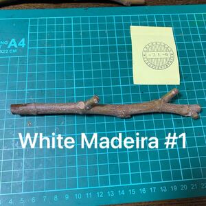 White Madeira #1穂木　 イチジク穂木 いちじく穂木