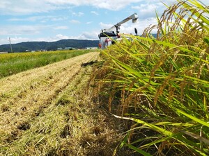 6年産　こしひかり　新潟県　柏崎産　玄米　30kg 減農薬米　農家直送