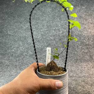 【鉢ごと発送】アフリカ型 亀甲竜 / Dioscorea elephantipes / 3号鉢 / 塊根・多肉植物【現品】 24-10-28-13