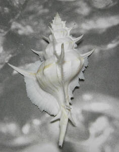 貝の標本 Siratus alabaster 145mm