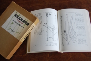 絶版■落葉広葉樹図譜―冬の樹木学　斎藤 新一郎