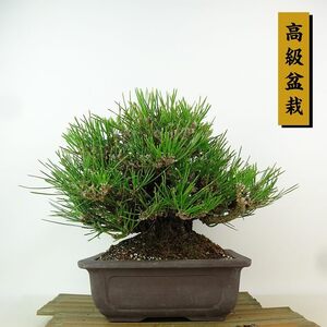 盆栽 松 黒松 瑞宝 樹高 約21cm くろまつ 高級盆栽 Pinus thunbergii クロマツ マツ科 常緑針葉樹 観賞用 現品