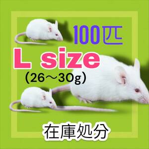 国産冷凍マウス　Lサイズ26〜30g 100匹