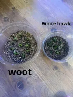 woot  White hawk  ビカクシダ　コウモリラン　ホワイトホーク
