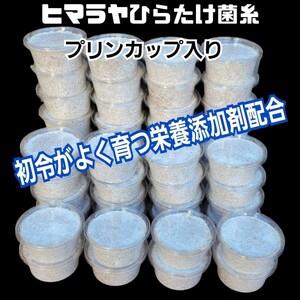 特選！最強のクワガタ用菌糸カップ120ml　初令、2令幼虫専用栄養添加剤配合！　オオクワ、ニジイロ、ヒラタ、ノコギリ、シカ、フタマタに！