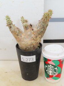 5273 「塊根植物」パキポディウム エニグマティクム 植え【発根・Pachypodium enigmaticum・多肉植物】