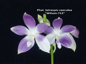 (^。 ^)(415) Phal. tetraspis coerulea ’Wilson#712‘