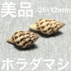 美品　沖縄県産　ホラダマシ　2点セット