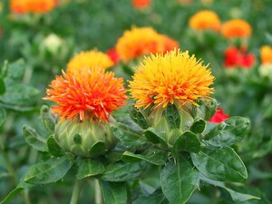 【花の種】紅花の種　赤花オレンジ　カルタムス　べにばな　５０粒　４種郵便のみ送料無料