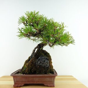 盆栽 松 黒松 樹高 約27cm くろまつ Pinus thunbergii クロマツ 石付き マツ科 常緑針葉樹 観賞用 現品