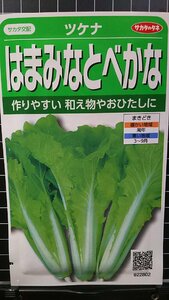 ３袋セット はま みなと べかな ツケナ 種 郵便は送料無料