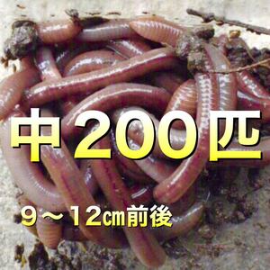 【 火水金土日のみ発送】 200匹　ドバミミズ ミミズ　天然　エサ　生き餌　釣り餌　