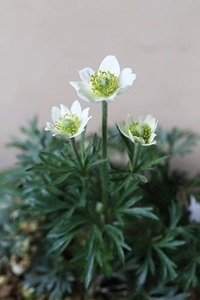 山野草　高山植物　アネモネ・クリニタ　苗