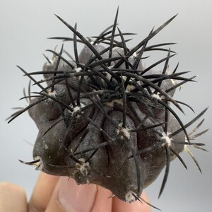 XX884 コピアポア グリセオビオラセア 栗星玉 spicygem Copiapoa griseoviolacea