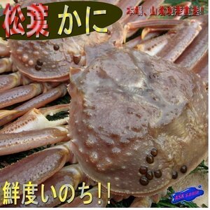 3箱、蟹の王様「活、松葉蟹/特選-1kg」山陰境港、直送!!