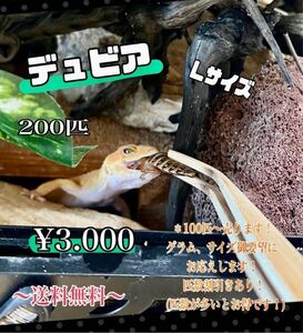 デュビアＬサイズ、200匹