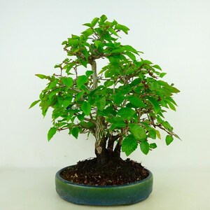 盆栽 岩四手 樹高 約26cm いわしで Carpinus turczaninovii イワシデ カバノキ科 落葉樹 観賞用 現品