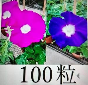 アサガオの種　100粒　2色　ミックス　朝顔　あさがお　種　紫　薄紫　赤紫　送料74円