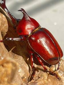 国産カブトムシ　レッドアイ　阿古谷産RR　♂４匹　♀２匹　⑥