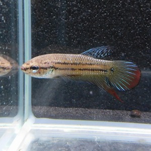 在庫処分特価　ベタ　ワイルド　オス　シャムオリエンタリス　08M0623-003　 熱帯魚　生体