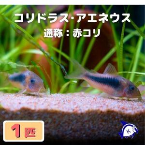 熱帯魚　コリドラス・アエネウス　赤コリ　1匹　※雄雌のご指定不可