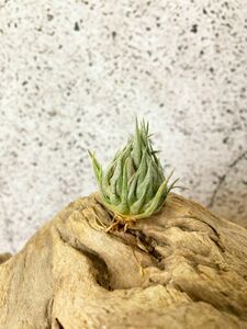 【Frontier Plants】 【現品】チランジア・カウツキー T. kautskyi【B】 ブロメリア エアプランツ