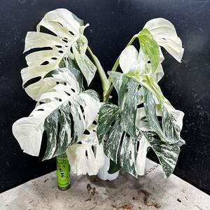 超最高級 希少 大株モンステラボルシギアナ ホワイトタイガー1鉢 Varigated Monstera Borsigana white tiger 