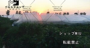 防虫 農業用 家庭菜園 園芸 防虫ネット 虫よけネット 虫除けネット 防虫網 防虫シート メッシュシート 幅1m×長100m トンネル 栽培