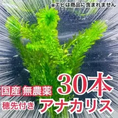 【30本】国産　無農薬アナカリス（オオカナダモ）　水草　産卵藻　金魚草　金魚藻