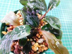 ◎3239TN149　 (自家栽培）水草　ブセファランドラ　Bucephalandra sp.　Red Gaia