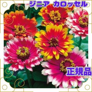 種 ジニア カロッセル 15粒 即決 正規品 ミックス 花期 長い 花壇 プランター 人気 花 簡単 タネ たね 種子