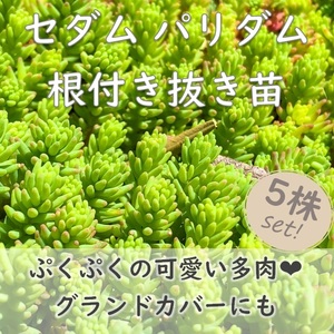 紅葉も可愛い♪セダム抜き苗 5つ 多肉植物 パリダム 耐寒性◎ 宿根草 常緑 グランドカバー 園芸 ガーデニング