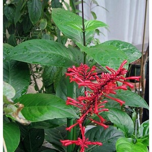 ベニツツバナ　紅筒花　キツネノマゴ　熱帯花木　レア　オドントネマ　南国