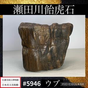 【水石ルネサンスフェア】水石 盆栽 瀬田川飴虎石 ウブ 横17×高15×奥行8.5(cm) 3.82kg骨董盆石古美術鑑賞石観賞石太湖石中国古玩 5946