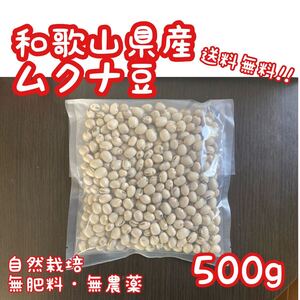 和歌山県産ムクナ豆 500g 無肥料 栽培期間中農薬不使用 自然栽培 令和6年産 八升豆