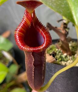 Nepenthes xtrusmadiensis EP ネペンテス　トラスマディエンシス　 食虫植物 ウツボカズラ 山野草